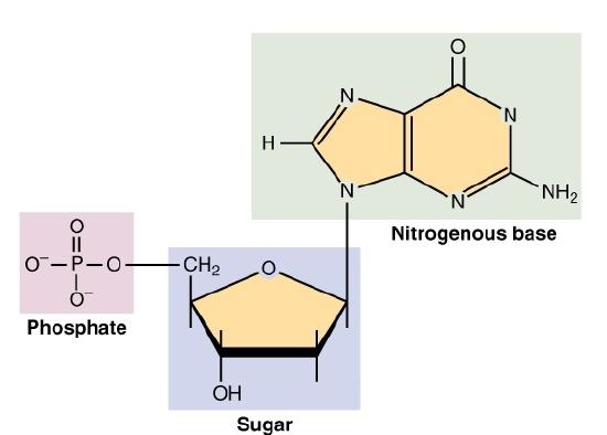 nucleic acid base with phosphate, sugar, and nitrogenous base