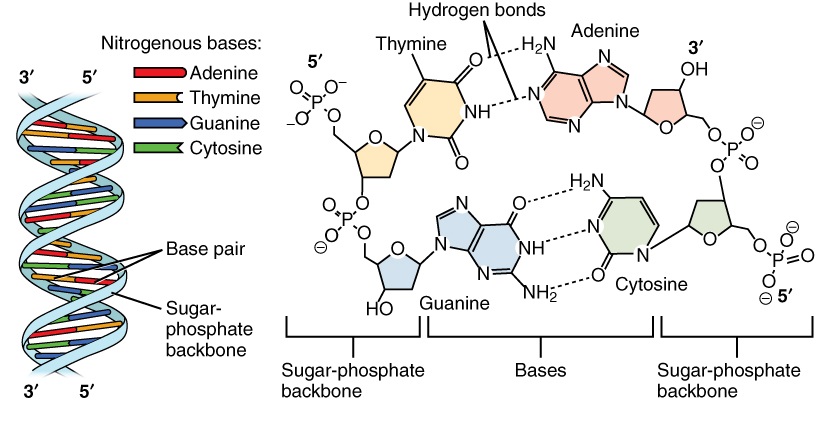 Nucleótidos de ADN