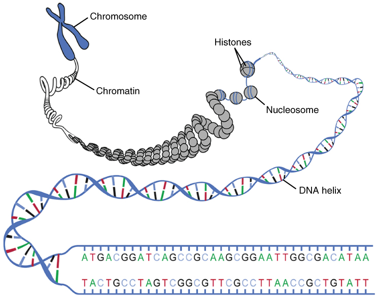 Macroestructura del ADN