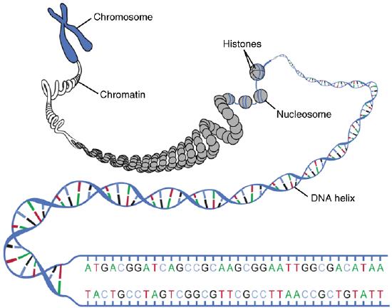 DNA Macrostructure