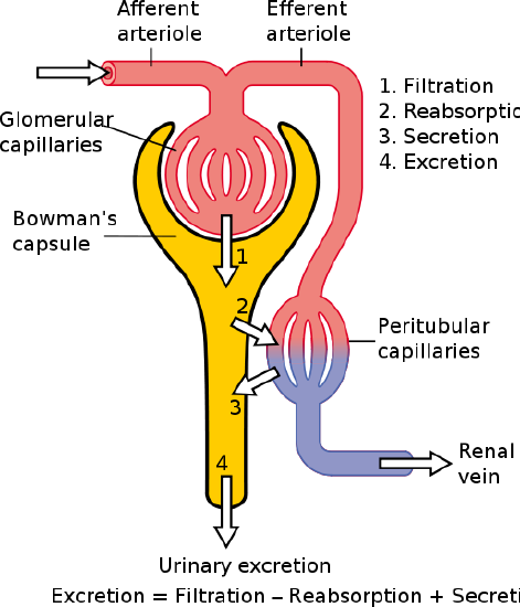 Renal corpuscle physiology