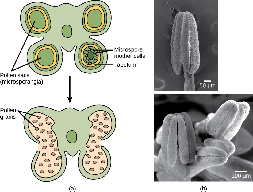 图 A 显示了花药的横截面，花药有四个叶片，每个叶片都包含花粉囊或微孢子囊。 花粉囊内有一层叫做 tapetum，这个环里有小孢子母细胞。 随着微孢子囊的成熟，两个花粉囊合并在一起，它们之间形成一个开口，这样花粉就可以被释放出来。 B 部分的显微照片显示花粉囊之间有明显的开口。