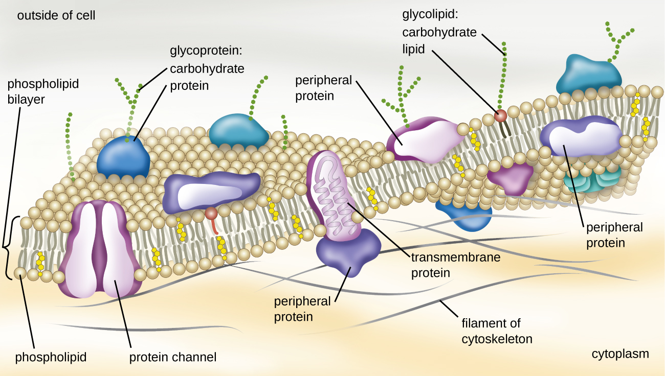 Plasma membrane and associated components; details in text above