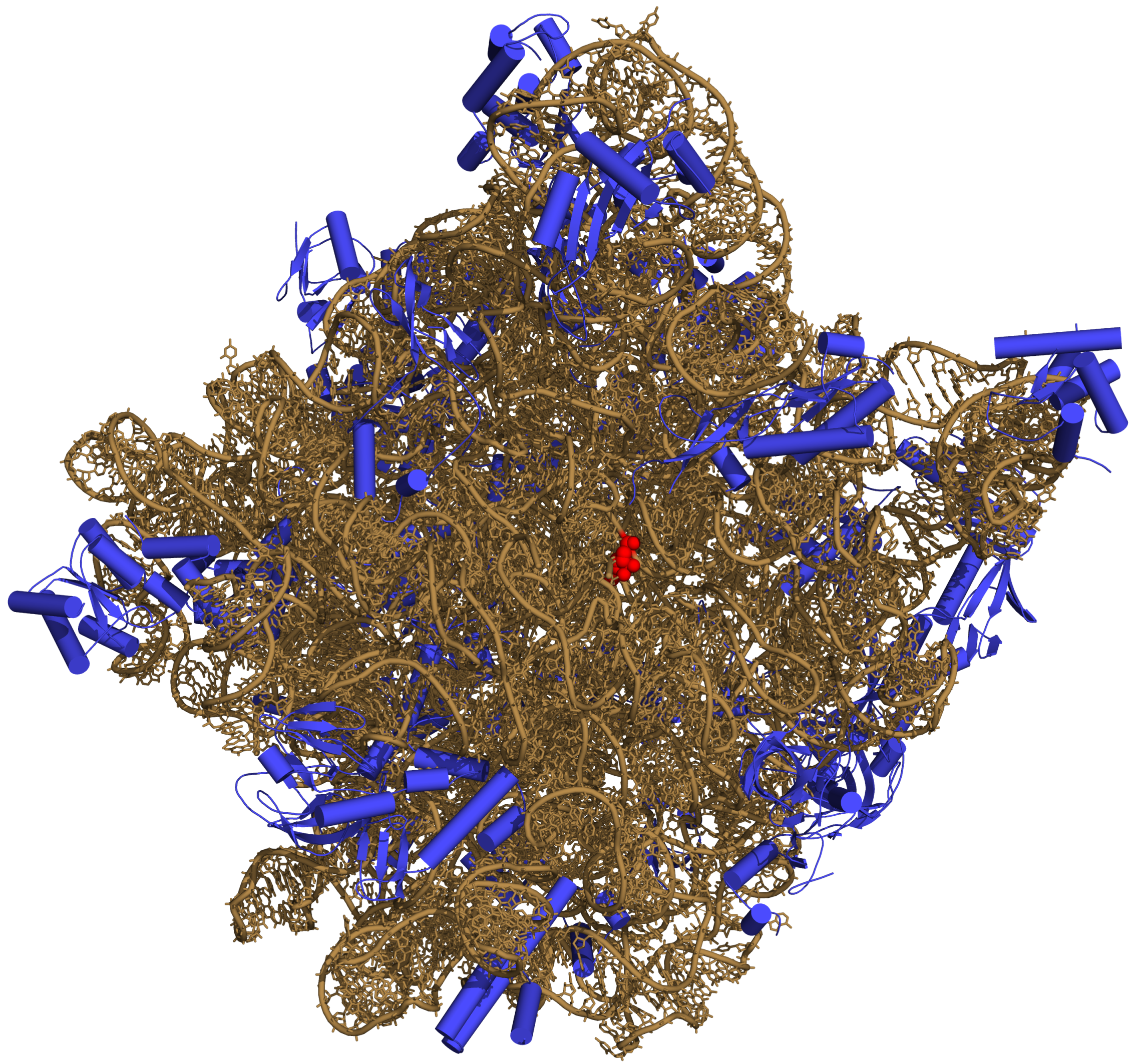 50S subunit of the ribosome ribbon model 