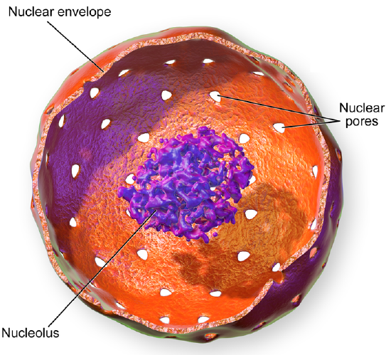 Cell Nucleus