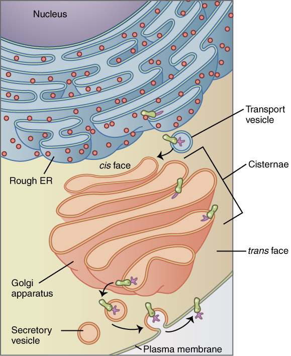 Golgi Apparatus involved in endomembrane system export import. 