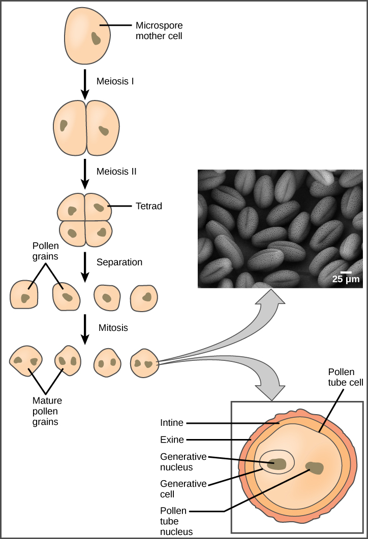 A ilustração mostra a formação de pólen a partir de uma célula-mãe de microsporos. A célula-mãe sofre meiose para formar uma tétrade de células, que se separam para formar os grãos de pólen. Os grãos de pólen sofrem mitose sem citocinese, resultando em quatro grãos de pólen maduros com dois núcleos cada. Um é chamado de núcleo generativo e o outro é chamado de núcleo do tubo polínico. Duas camadas projetivas se formam ao redor do grão de pólen maduro, o íntimo interno e o exino externo. A micrografia mostra um grão de pólen, que parece trigo inchado.