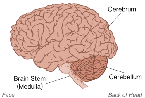 мозок поверхневий боковий вид