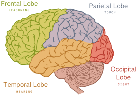 частки кори головного мозку