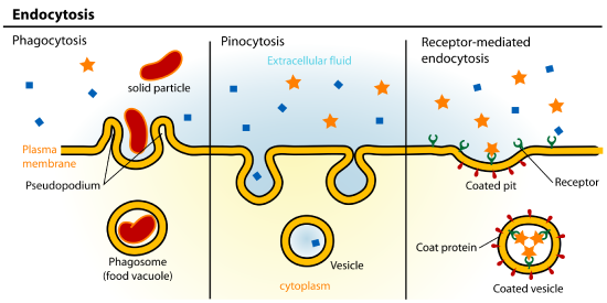 Endocytosis types, phagocytosis, pinocytosis, and receptor mediated endocytosis