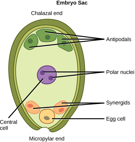 A ilustração mostra o saco embrionário de uma angiosperma, que tem a forma de ovo. A extremidade estreita, chamada de extremidade micropilar, tem uma abertura que permite a entrada do pólen. A outra extremidade é chamada de extremidade calazal. Três células chamadas antípodas estão na extremidade calazal. O óvulo e duas outras células chamadas sinérgicas estão na extremidade micropilar. Dois núcleos polares estão dentro da célula central no meio do saco embrionário.