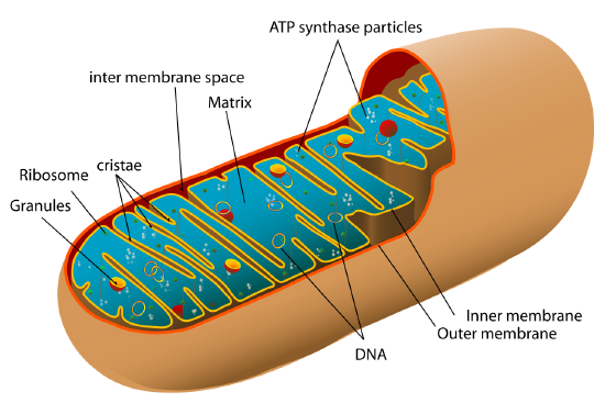 Animal mitochondrion diagram 