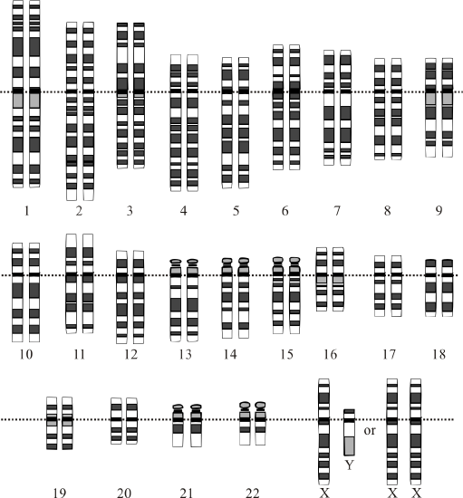 Karyotype of humans. 