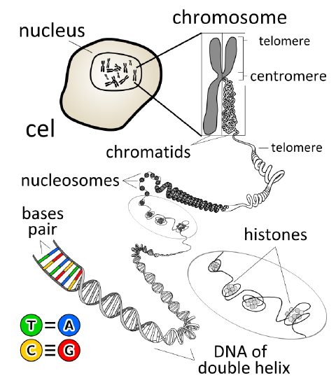 Location hierarchy of DNA from nucleus to Nucleotides. 