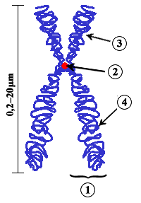 Cromosoma replicado con cromátidas hermanas y centrómero