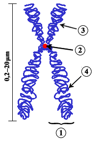 Replicated Chromosome  with sister chromatids and centromere