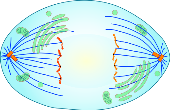 A cell with 2n=4 in its anaphase of mitosis