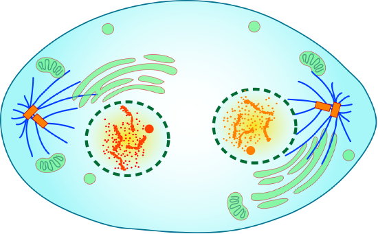 A cell in Mitotic Telophase