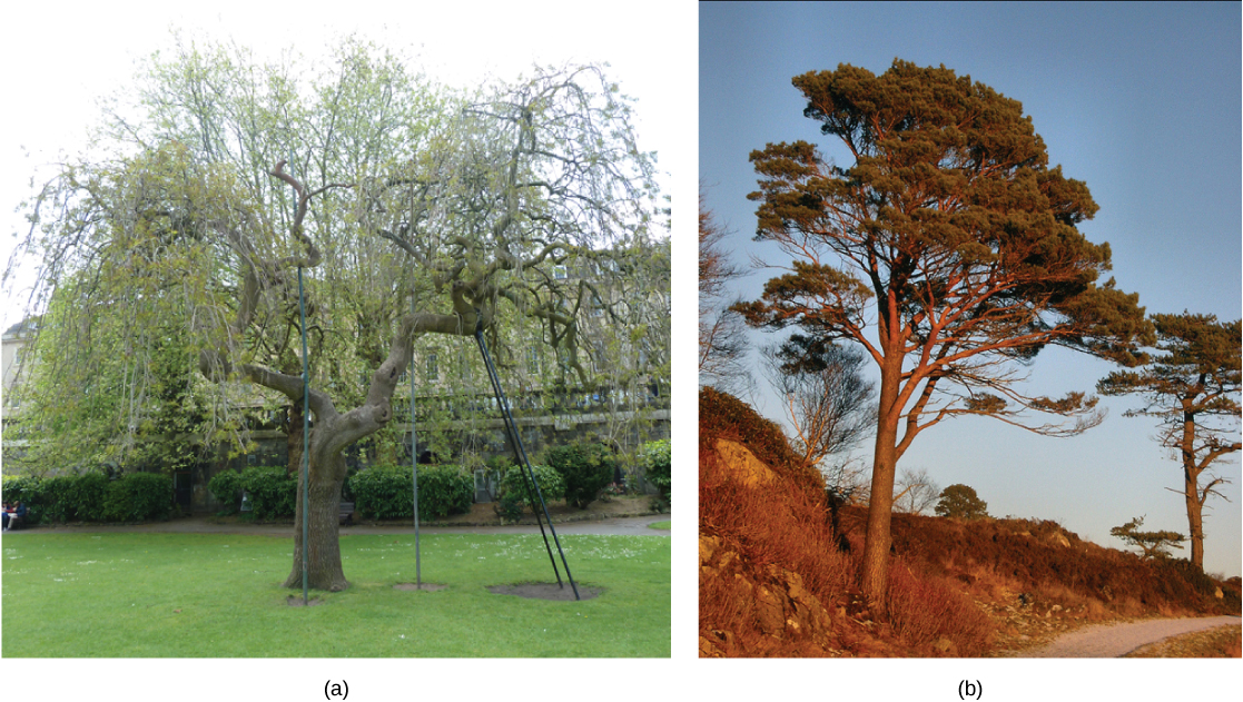 La photo A montre un arbre à feuilles caduques qui perd ses feuilles en hiver. La photo B montre un conifère : un arbre qui a des aiguilles toute l'année.