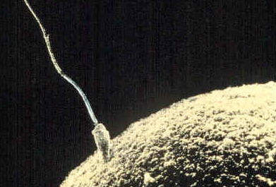 Sperm egg