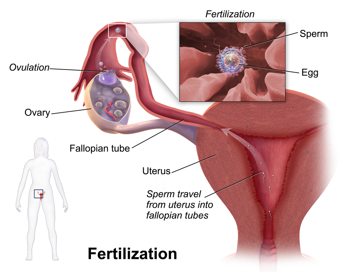 Fertilization human reproductive system