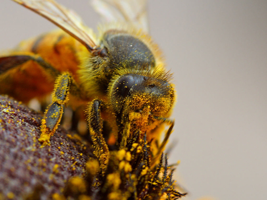 照片描绘了一只被尘土飞扬的黄色花粉覆盖的蜜蜂。