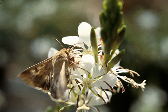 صورة تصور فراشة رمادية تشرب الرحيق من زهرة بيضاء.