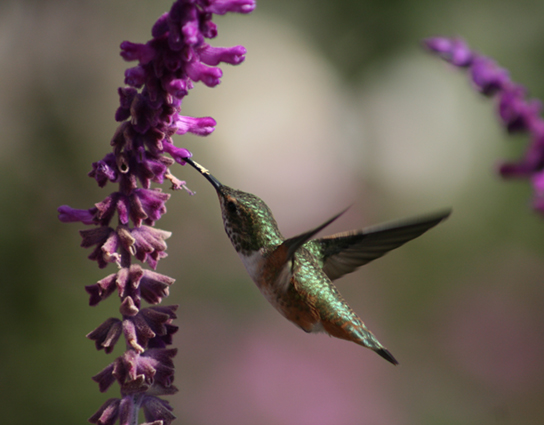 A hummingbird drinking nectar from a purple, tubular flower.