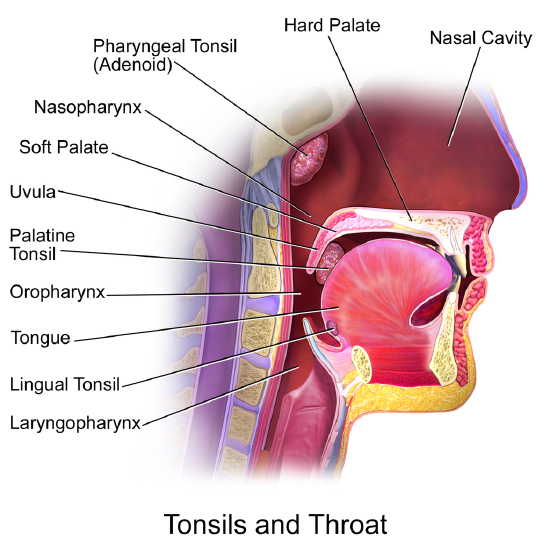 Tonsils &Throat Anatomy