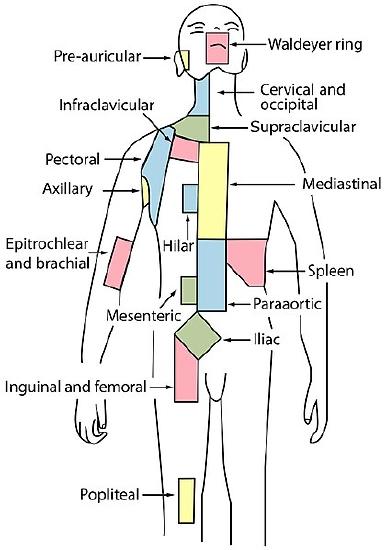 Lymph node regions