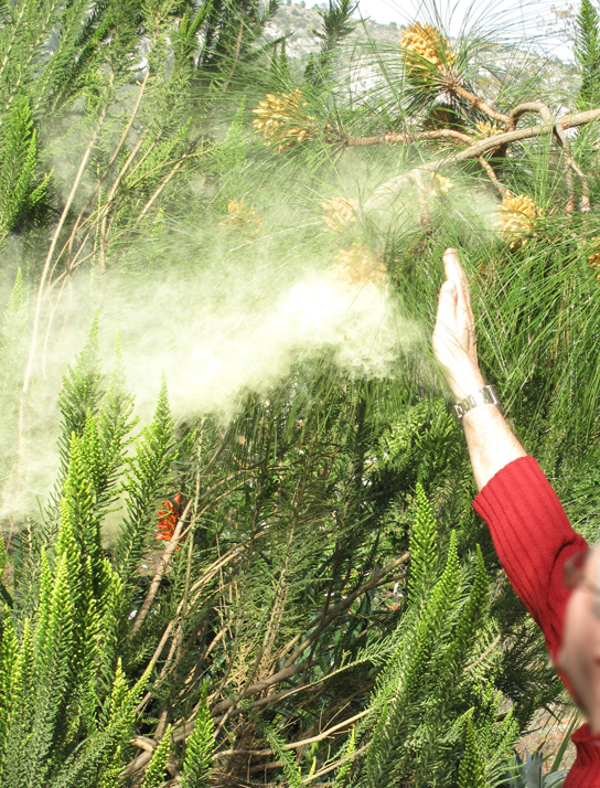 A foto mostra uma pessoa derrubando uma nuvem de pólen de um pinheiro.
