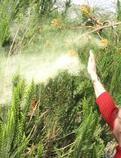 A person knocking a cloud of pollen from a pine tree.
