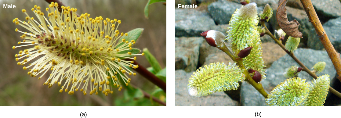 A foto A mostra a flor longa e fina macho do salgueiro branco, que tem apêndices longos e parecidos com pêlos que se projetam ao longo de seu comprimento. A foto B mostra a flor feminina da mesma planta. O formato é semelhante, mas faltam os apêndices em forma de cabelo.