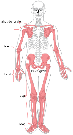 Appendicular skeleton diagram