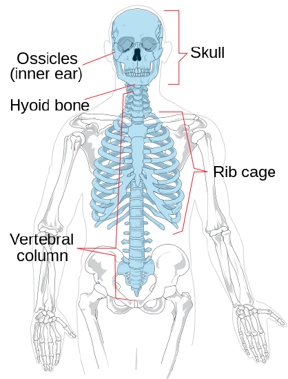 Axial skeleton diagram