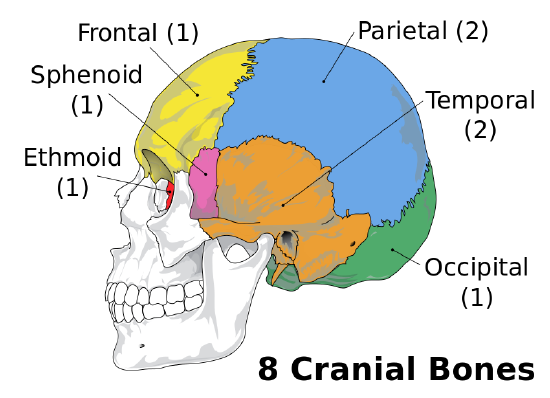 Cranial bones 