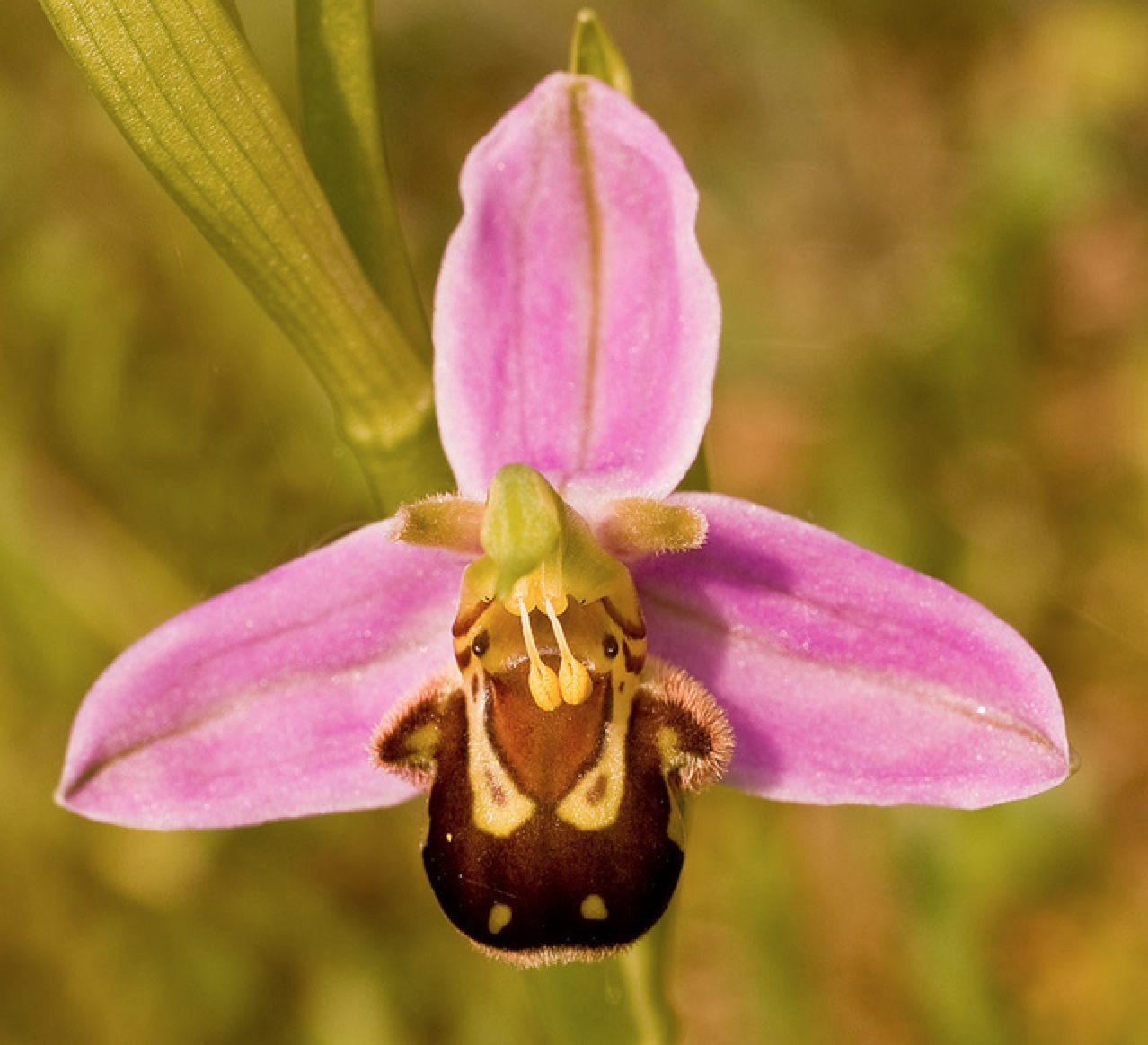 Орхідея з трьома рожевими пелюстками і четвертим пелюсткою, схожою на спинку бджоли