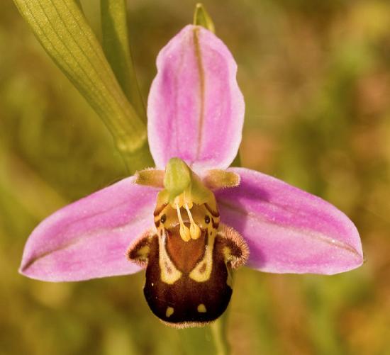 An orchid with three pink petals and a fourth petal that looks like the back of a bee