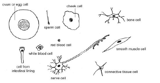 variety of animal cells