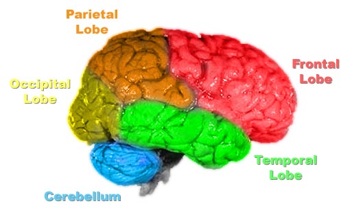 Brain with 4 color coded lobes of cerebral cortex. The image also shows cerebellum