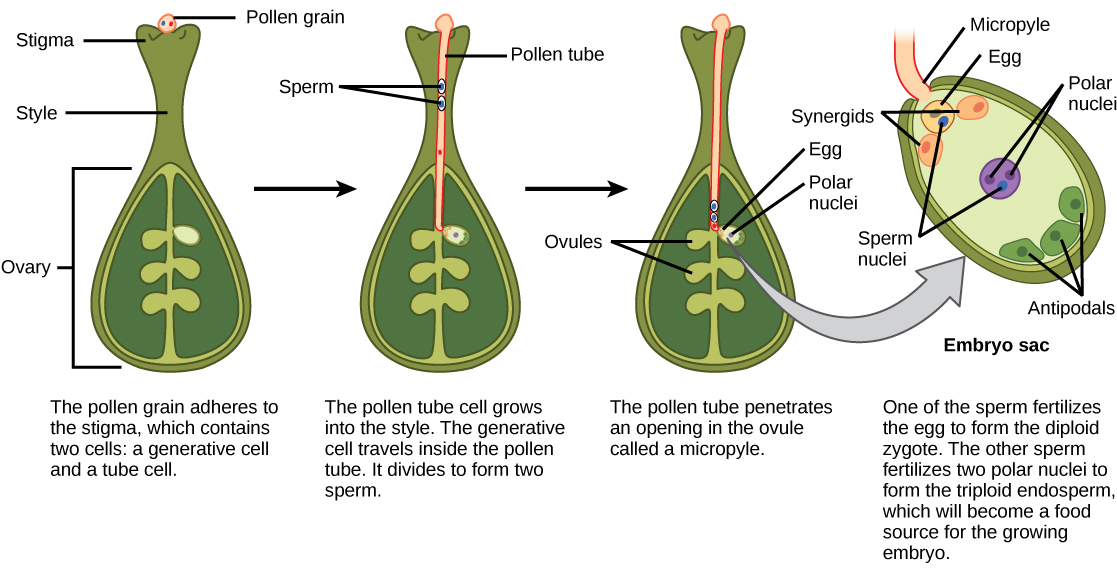 L'illustration montre le gynécée d'une plante à fleurs. Un grain de pollen adhère au stigmate. Le pollen contient deux cellules : une cellule générative et une cellule tubulaire. La cellule du tube pollinique se développe dans ce style. La cellule génératrice se déplace à l'intérieur du tube pollinique. Il se divise pour former deux spermatozoïdes. Le tube pollinique pénètre dans l'ovule par une ouverture appelée micropyle. L'un des spermatozoïdes féconde l'ovule pour former le zygote. L'autre spermatozoïde féconde deux noyaux polaires pour former un endosperme triploïde, qui devient une source de nourriture pour l'embryon en croissance.