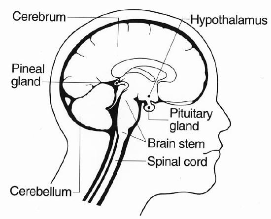 Brain internal structures visible from lateral view
