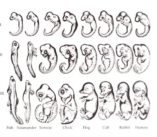 Comparison of embryo of fish, salamander, tortoise, chick, hog, calf, rabbit, and human