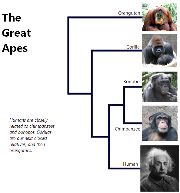 The great apes phylogenetic tree