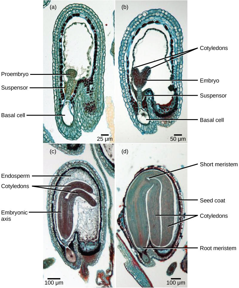 A micrografia A mostra uma semente no estágio inicial de desenvolvimento. O proembrião cresce dentro de um ovário de formato oval com uma abertura na parte inferior. A célula basal está na parte inferior do ovário e as células suspensoras estão acima dela. O proembrião globular cresce na parte superior do suspensor. A micrografia B mostra o segundo estágio de desenvolvimento, no qual o embrião cresce em forma de coração. Cada protuberância no coração é um cotilédone. A micrografia C mostra o terceiro estágio de desenvolvimento. O embrião ficou mais longo e mais largo, e os cotilédones cresceram em longas extensões que lembram orelhas de coelho dobradas para caber dentro da semente. As células dentro do embrião crescem em colunas verticais. A coluna central, entre as duas orelhas, é chamada de eixo embrionário. A micrografia D mostra o quarto estágio de desenvolvimento. As orelhas do coelho agora são tão grandes quanto a parte principal do embrião e completamente dobradas. A base do embrião é o meristema da raiz, e o espaço entre as duas orelhas é o meristema da parte aérea. Um tegumento se formou sobre o ovário.
