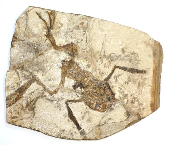 an ancient frog fossilized in rock