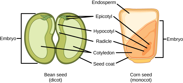 A ilustração mostra a estrutura de uma semente de milho monocotiledônea e uma semente de feijão dicot. A metade inferior da semente de monocotiledônea contém o cotilédone e a metade superior contém o endosperma. A semente de dicotiledôneas não contém um endosperma, mas tem dois cotilédones, um em cada lado do feijão. Tanto a monocotila quanto a semente de dicotilo têm um epicótilo ligado a um hipocótilo. O hipocótilo termina em uma radícula. Na dicotila, o epicótilo está na parte superior média da semente. No monocotilo, o epicótilo está no cotilédone inferior. Tanto a semente monocotiledônea quanto a dicotiledônea são cercadas por um