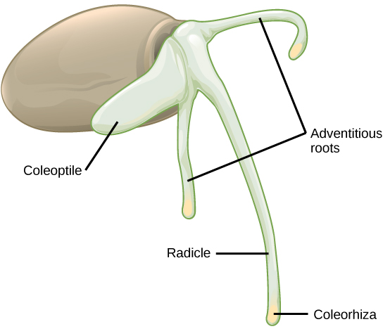 A ilustração mostra uma semente redonda com uma radícula longa e fina, ou raiz primária, que se estende para baixo. Uma ponta amarela, a coleorhiza, é visível no final da raiz. Duas raízes adventícias mais curtas se estendem para baixo em cada lado da radícula. Crescendo a partir da raiz, há um coleóptil mais espesso, ou broto primário.