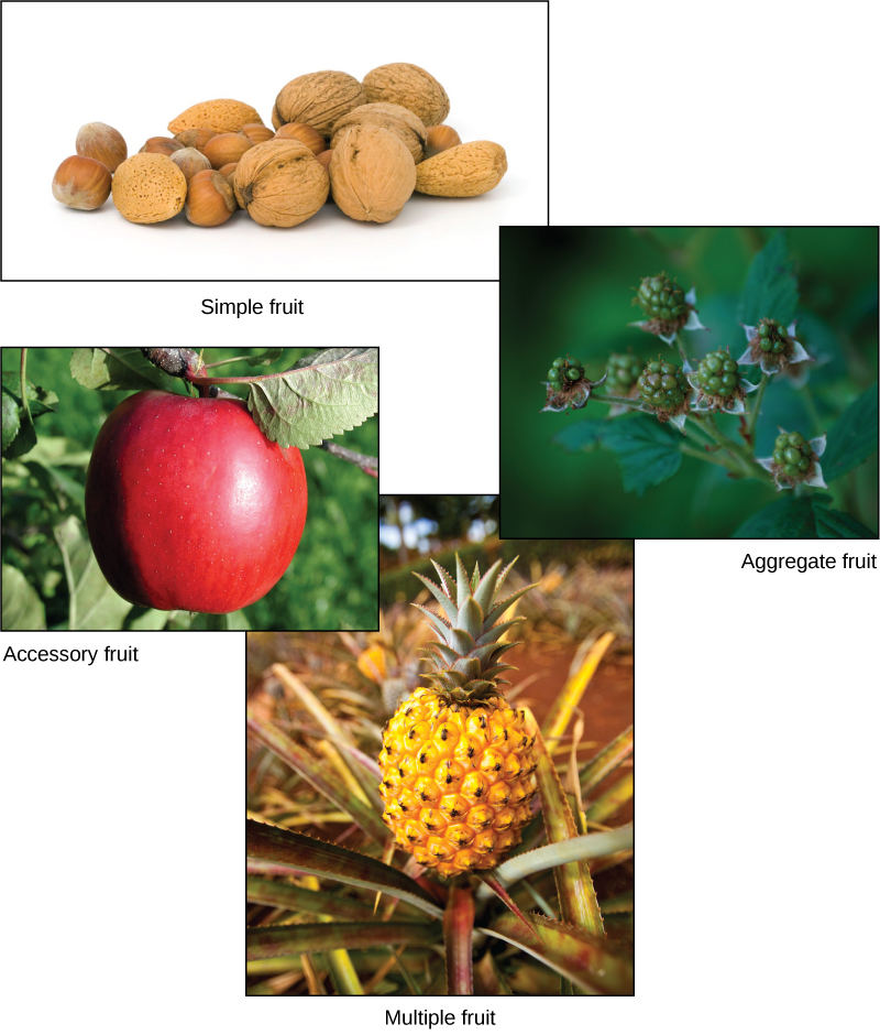 Les photos montrent une variété de noix dans leur coquille, une pomme, des framboises et un ananas.