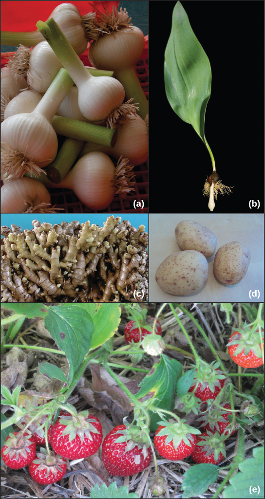 显示的是各种根源的照片。 A部分显示了球茎大蒜根。 B 部分显示了已发芽叶子的郁金香球茎。 C部分显示了生姜根，它有许多树枝。 D 部分显示了三个马铃薯块茎。 E部分显示了草莓植物。
